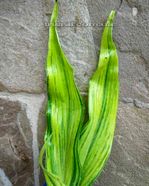 Hosta "Hyuga Urajiro" 