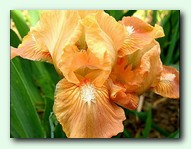 Impeashed (������)