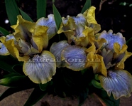 Impulsive Imp (�������� ���)