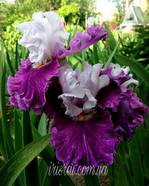 ���� In High Heels