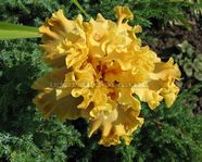 ���� In Beauty 