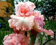 ���� In the Morning (���� �������)