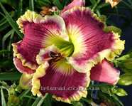 ��������  " INDIGO RUFFLES "