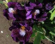 Investor (��������)