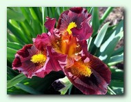 Irrepressible (�����������)