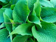 Hosta "JACK BERRY"