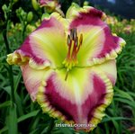 ��������  "JADE OVATION"