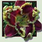 �������� JOHN TODD