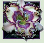 ��������  "Journey of Magic"