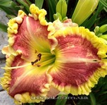 �������� James's Prissy Kristi 