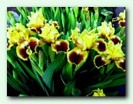 Jazzamatazz (����������)