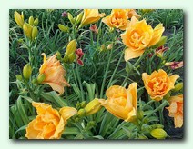 Jean Swann (���� �����)