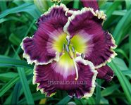 JEANNE DEAVERS DREAM