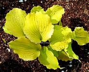 Hosta "Jessica Alba"