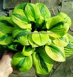 Hosta 'Jilted Lover'