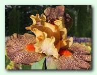 Jitters (������)