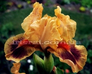 ���� " Jive" 