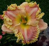 ��������  " Judy Farquhar" 