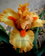 ���� " Juicy Tidbit"