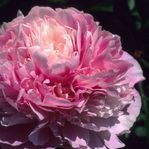 Paeonia Junior Miss