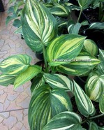 Hosta  "Jurassic Mutator" 
