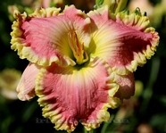 ��������  " JURASSIC PINK"