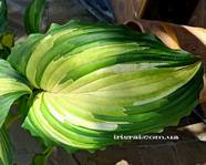 Hosta 'Kabigan Falls'
