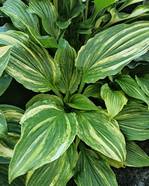 Hosta 'Kaleidochrome'