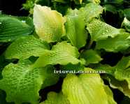 Hosta 'Karma Chameleon'