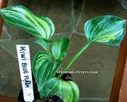 Hosta Kiwi Blue Flash