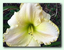 Knightsin White Satin (����� �� ����)