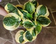 Hosta " Fruit Loop "