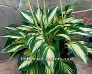 Hosta " Light of Day"