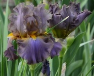 ����  LAND OF EXTRIMES