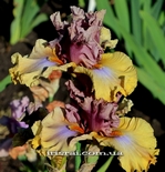 ���� LAND DOWN UNDER