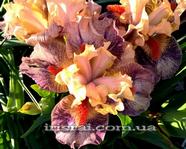 ���� LITTLE LOVE SONG