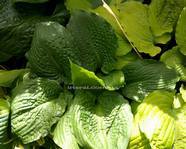 Hosta 'Lakeside Prophecy'