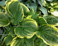 Hosta 'Lakeside Prophecy Fulfilled'