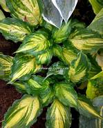 Hosta 'Lakeside Paisley Print'