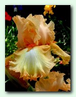 ���� Lace Legacy (���� ������)