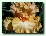 ���� Laced Orangeade (����� ���������)