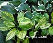Hosta "Lakeside Mom"