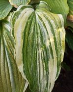 Hosta 'Laser Game'