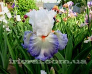 ���� Last Laugh  