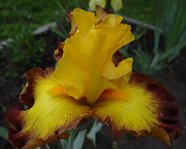 ���� Late Pickings