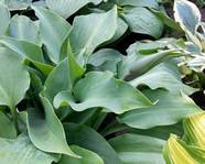 Hosta "Lederhosen"