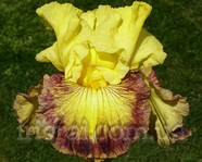 ���� Lemon Berry Burst