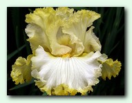 ���� Lemon Bubbly (����� ������)