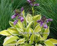 Hosta ' Lemon Candy '