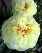 Paeonia Lemon Chiffon